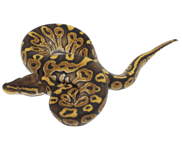 Special Ball Python