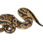 Specter Leopard Ball Python