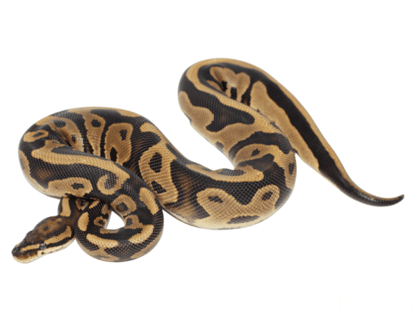 Specter Leopard Ball Python