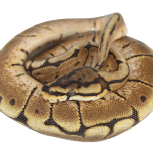 Spider Ball Python