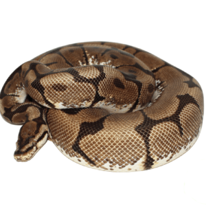 spider ball python for sale