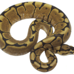 Spider Yellowbelly Ball Python