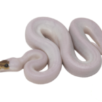 pied Ball Python for sale