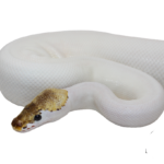 Spied Ball Python Adult