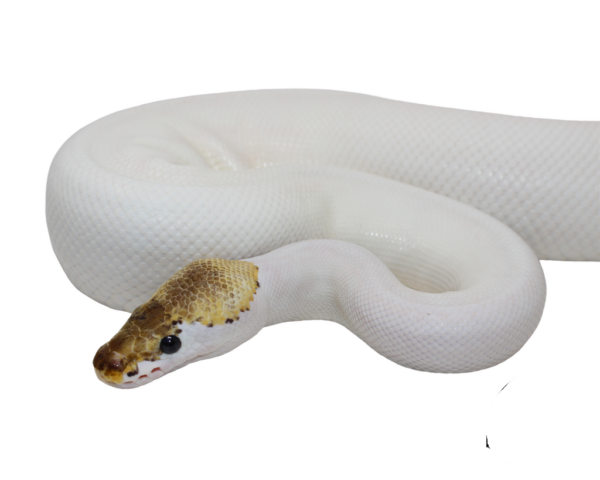 Spied Ball Python Adult