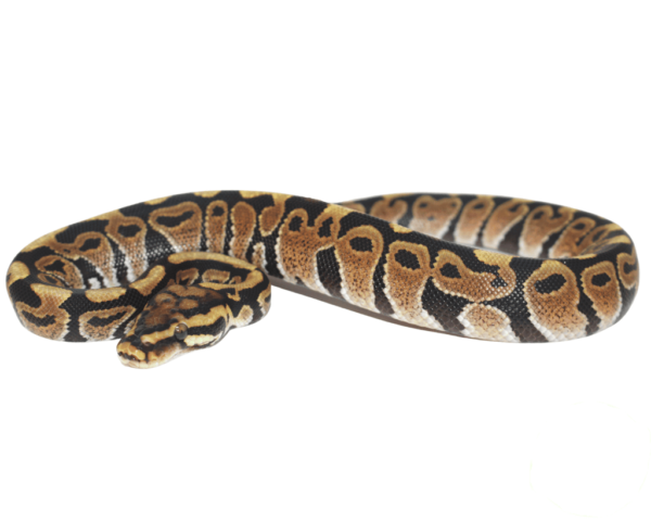 Spotnose Ball Python