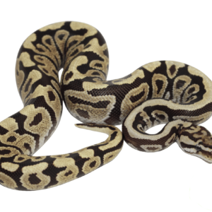 Spotnose Fire Ball Python