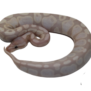 Super Banana Ball Python Baby