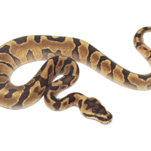 Super Enchi Yellowbelly Ball Python Baby