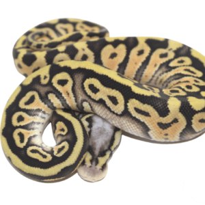 Super Pastel Het Clown Ball Python