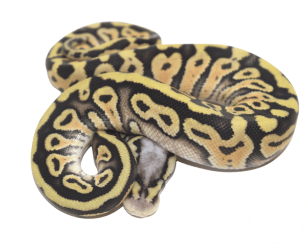 Super Pastel Het Clown Ball Python