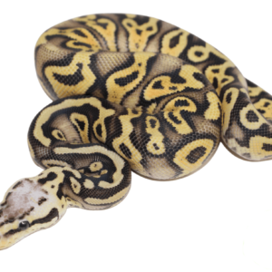 Superfly Gravel Ball Python