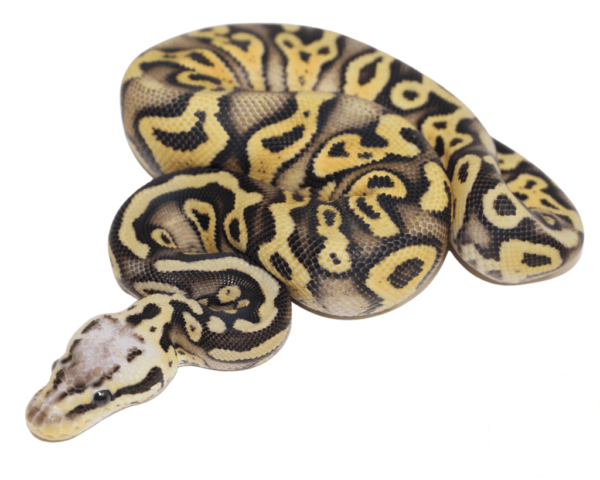 Superfly Gravel Ball Python