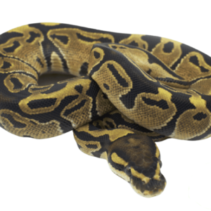 Vanilla Ball Python