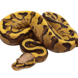 Vanilla Cream Ball Python