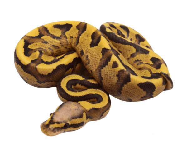 Vanilla Cream Ball Python