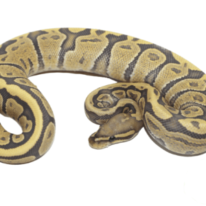 Vanilla Ghost Ball Python