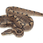 Woma Ball Python