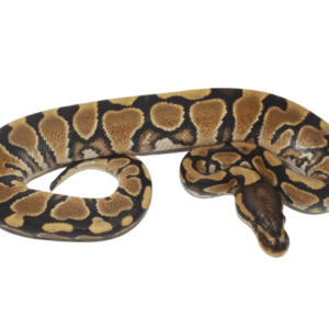 YellowBelly Ball Python Baby