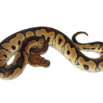 Yellowbelly Clown Ball Python