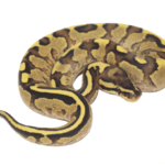 Yellowbelly Fire Ball Python