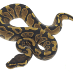 YellowBelly PDH Albino Pied Ball Python