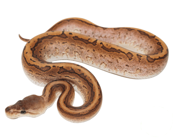 Yellowbelly Pinstripe Calico Ball Python