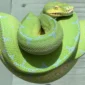 green ball python for sale