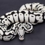 stormtrooper ball python for sale