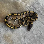 volta ball python for sale​  