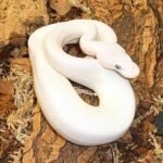 blue eyed lucy ball python for sale