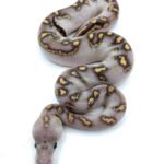 hatchling ball pythons for sale