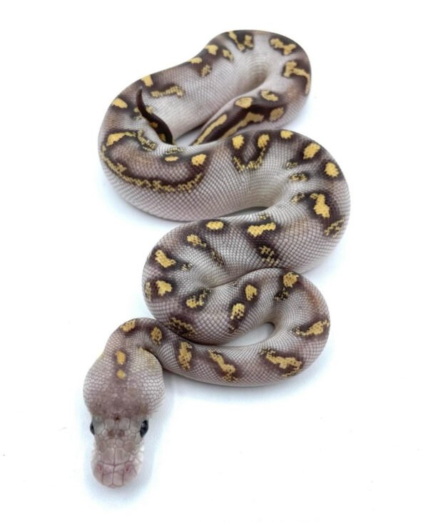 hatchling ball pythons for sale