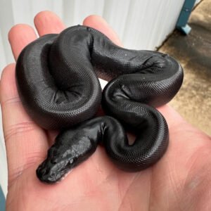 black ball python for sale​