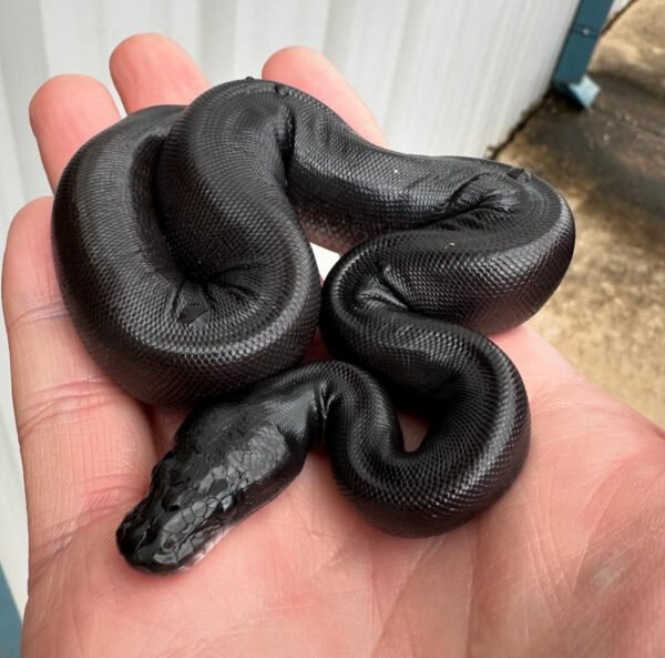 black ball python for sale​