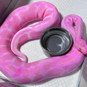 pink ball python for sale