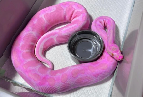 pink ball python for sale